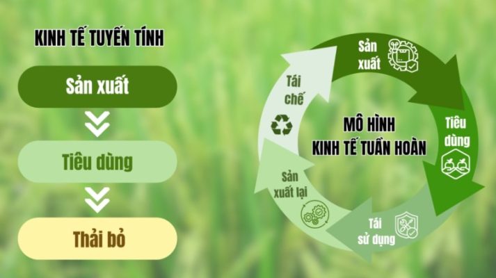 nam-phuong-eco-hanh-trinh-nong-nghiep-tuan-hoan-trong-san-xuat-lua-2