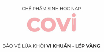 covi-che-pham-sinh-hoc-bao-ve-lua-khoi-vi-khuan-lep-vang