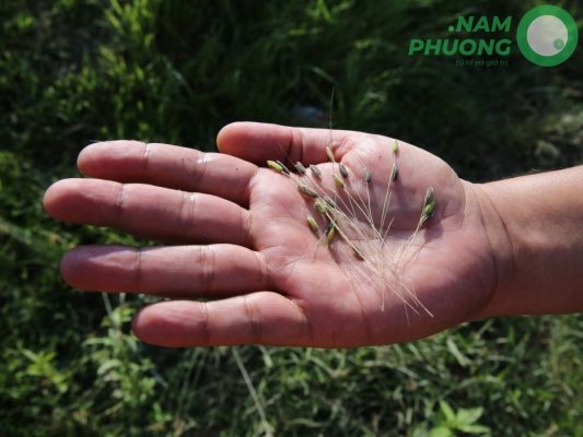 cach-nhan-biet-kiem-soat-va-xu-ly-lua-ma-hieu-qua-2