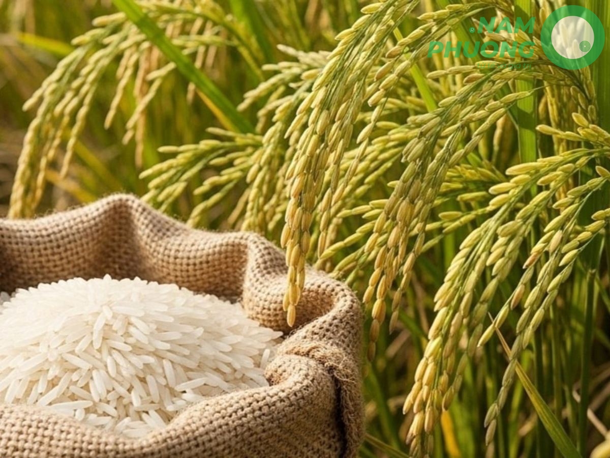 giong-lua-om18-dac-diem-va-tiem-nang-canh-tac-1