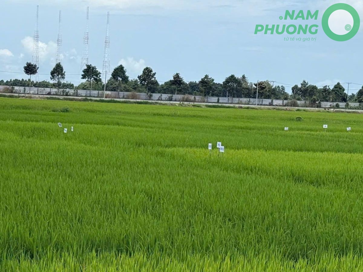 giong-lua-om18-dac-diem-va-tiem-nang-canh-tac-3