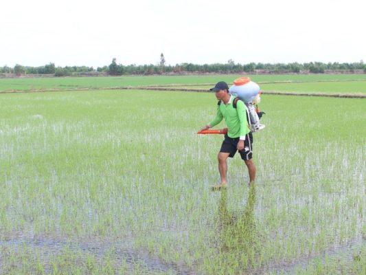 ky-thuat-trong-va-cham-soc-giong-lua-om18-100-ngay-trong-lua-sach