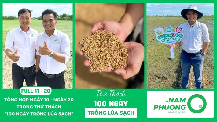 thu-thach-100-ngay-trong-lua-sach-tong-hop-giai-doan-ngay-11-20