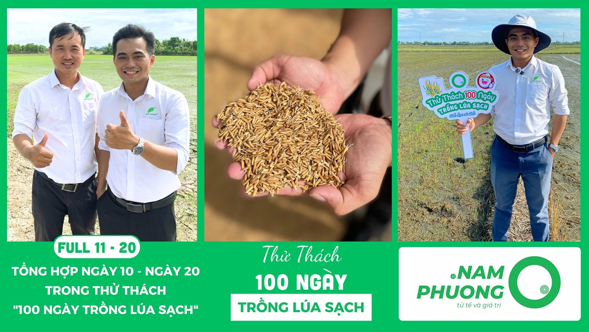 thu-thach-100-ngay-trong-lua-sach-tong-hop-giai-doan-ngay-11-20