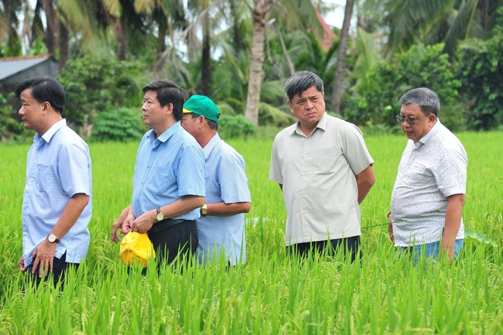 tu-canh-dong-truyen-thong-den-vung-lua-sach-hanh-trinh-100-ngay-trong-lua-sach-1