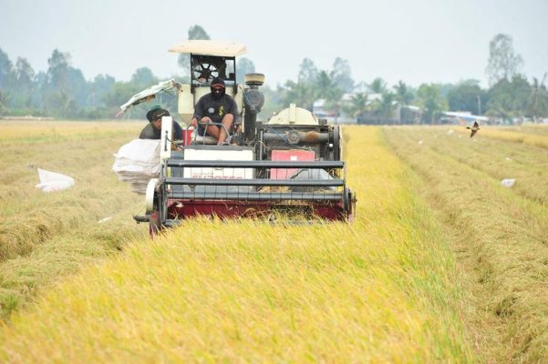 tu-canh-dong-truyen-thong-den-vung-lua-sach-hanh-trinh-100-ngay-trong-lua-sach-2