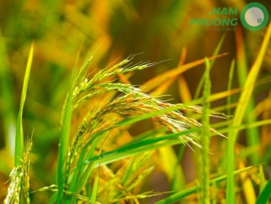 xu-ly-va-kiem-soat-lua-co-hieu-qua-dau-vu-voi-nap-2rice-tuoi-3